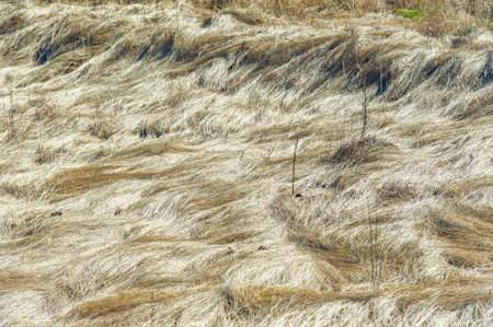 Create a visual representation of the texture of yellow wilted grass. Capture the essence of nature in its changing states. Inspire creativity and reflection on the beauty of decay.の写真素材