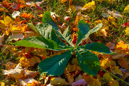 Autumn maple leaf, a flattened structure of a higher plant, similar to a blade that attaches...