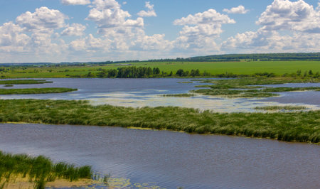 summer photography, a river overgrown with reeds, blue sky with white clouds, blue water covered with duckweed, river floodplain, sultry summer dayの写真素材