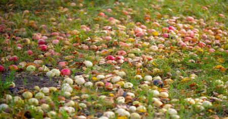 Apples fall from the tree to the ground. Apple orchard and many fallen rotting fruits under the tree...