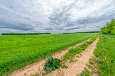 Spring photography, rural landscape, dirt road through young wheat fields, a wide way leading from one place to another, especially one with a specially prepared surface that vehicles can useの写真素材