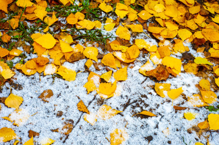 The best time of the year Colorful autumn leaves of birch, deciduous tree with white bark and with...
