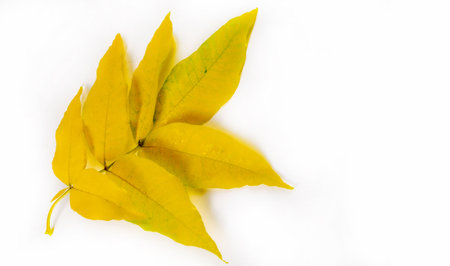 autumn, sketch of autumn in the photo, yellow burgundy red leaves, joyful picturesの写真素材