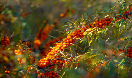 Sea buckthorn is used to treat heart disease, skin conditions, edema (inflammation), and other conditions. In food products, sea buckthorn berries are used to make jellies, juices, purees and saucesの写真素材