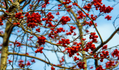Autumn photography, leaves in the fall, At this time of the year the trees seem to come to life,...