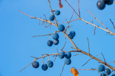 Prunus spinosa, called blackthorn or sloe, Suitable for canned food, but tart enough for food. To create a hedge. Blackthorn gin.の写真素材