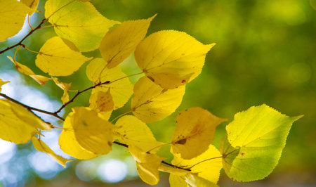 autumn, sketch of autumn in the photo, yellow burgundy red leaves, joyful pictures