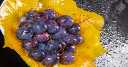 Prunus spinosa photographed in the studio. Prunus spinosa is a large deciduous shrub that grows up to 5 meters tall with blackish bark and dense, tough, thorny branches.の写真素材