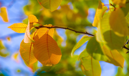 Autumn photography, leaves in the fall, At this time of the year the trees seem to come to life,...