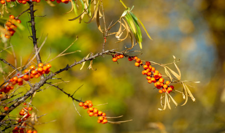Sea buckthorn is used to treat heart disease, skin conditions, edema (inflammation), and other conditions. In food products, sea buckthorn berries are used to make jellies, juices, purees and saucesの写真素材