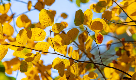 autumn landscape, sketch of autumn in the photo, yellow burgundy red leaves, summer petition, joyful...