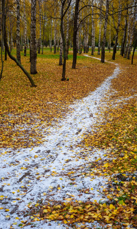 Autumn photography, leaves in the fall, At this time of the year the trees seem to come to life, breaking from orange, red and copper flowersの写真素材