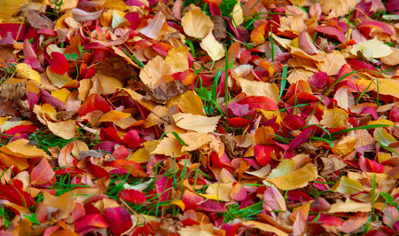 Autumn photography, leaves in the fall, At this time of the year the trees seem to come to life,...