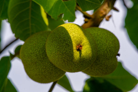 The ripening period of a walnut on a tree. People who drink walnuts live longer. It's one of the few things that will kill you.の写真素材