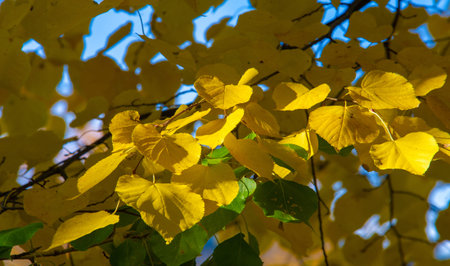 autumn, sketch of autumn in the photo, yellow burgundy red leaves, joyful pictures