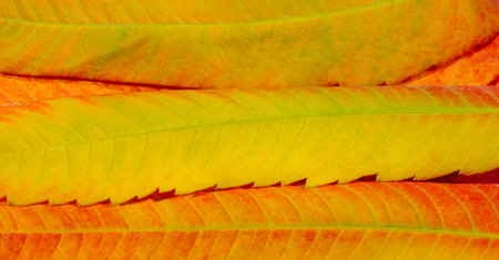 Leaves autumn. Close-up. macro photography. Amazing world opens up with macro photography