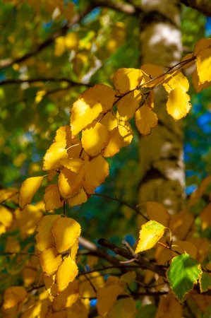 autumn landscape, sketch of autumn in the photo, yellow burgundy red leaves, summer petition, joyful picturesの写真素材