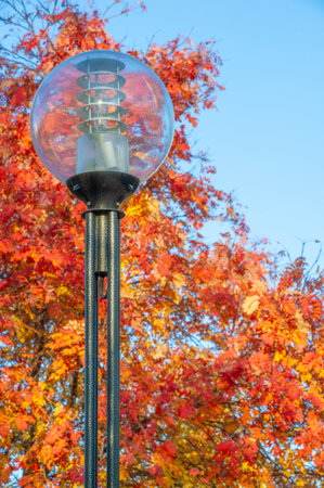 autumn landscape, sketch of autumn in the photo, yellow burgundy red leaves, summer petition, joyful picturesの写真素材
