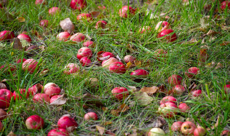 Apples fall from the tree to the ground. Apple orchard and many fallen rotting fruits under the tree...