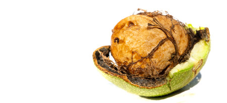 Walnuts are the only nut that tastes good hot or cold.
