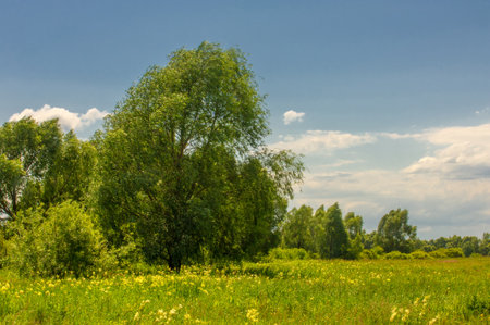 Summer landscape, river floodplain, picturesque shores, bright green grass with wild wildflowers, blue sky with white clouds, summer tender warm days,の写真素材