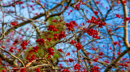 Autumn photography, leaves in the fall, At this time of the year the trees seem to come to life,...