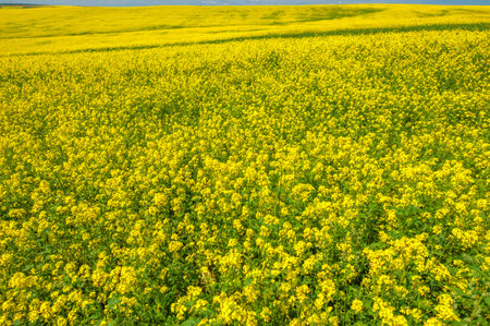 Rapeseed (Brassica napus subsp. Napus) with bright yellow flowering, cultivated thanks to oil-rich seeds, canola is an important source of vegetable oil and a source of protein flour.の写真素材