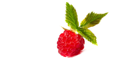 Raspberry is juicy and perfect for your most fruity mood. Give some joy to your table. Surprisingly sweet, these berries will lift your spirits with an explosive flavor.の写真素材