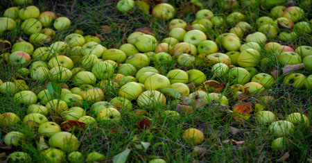 Apples fall from the tree to the ground. Apple orchard and many fallen rotting fruits under the tree...