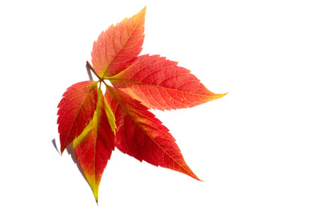 Autumn leaves on a white background. Autumn leaves don't fall, they fly. They take their time and...