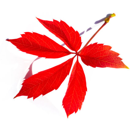 Autumn leaves on a white background Autumn colors are fun. They are so bright, rich and beautiful As...