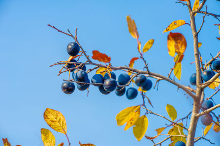 Prunus spinosa, called blackthorn or sloe, Suitable for canned food, but tart enough for food. To...