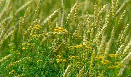 Summer. Wheat a cereal plant that is the most important kind grown in temperate countries, the grain...