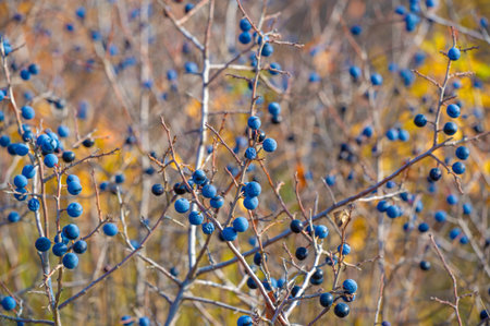 Prunus spinosa, called blackthorn or sloe, Suitable for canned food, but tart enough for food. To...