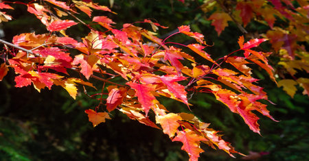 Autumn leaves on the branches of trees. Autumn is the second spring, when every leaf is a flower