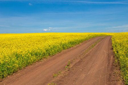 Rapeseed (Brassica napus subsp. Napus) with bright yellow flowering, cultivated thanks to oil-rich...