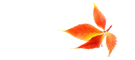 Autumn leaves on a white background. While autumn lasts, I don't have enough hands, a camera and...
