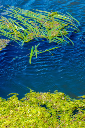 summer photography, a river overgrown with reeds, blue sky with white clouds, blue water covered...