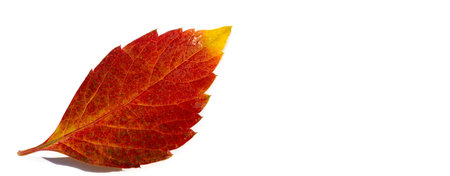 Autumn leaves on a white background.