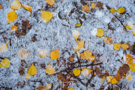 Colorful autumn leaves of birch, deciduous tree with white bark and with heart-shaped leaves.の写真素材