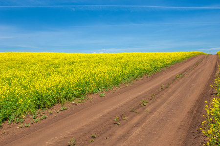 Rapeseed (Brassica napus subsp. Napus) with bright yellow flowering, cultivated thanks to oil-rich...