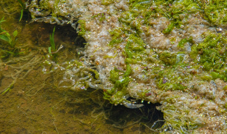 algae pond, Harmful algal bloom (NAV) is water bloom, which causes negative effects on other organisms through the production of natural toxins, HAV are often associated with large-scale deathsの写真素材