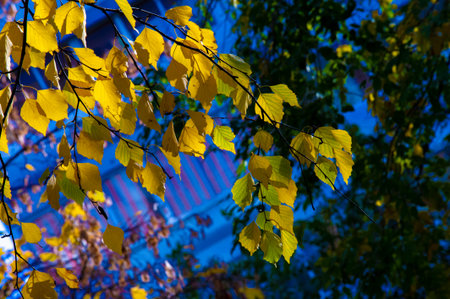 Autumn photography, leaves in the fall, At this time of the year the trees seem to come to life, breaking from orange, red and copper flowersの写真素材