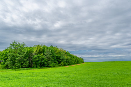 Spring photography, landscape with a cloudy sky. Young wheat, green sprouts, cerealsの写真素材