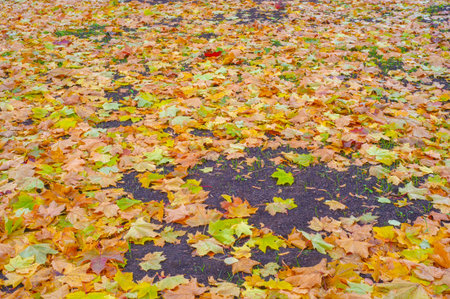 Autumn maple leaf, a flattened structure of a higher plant, similar to a blade that attaches directly to the stem or through the stem. Leaves are the main organs of photosynthesis and transpirationの写真素材