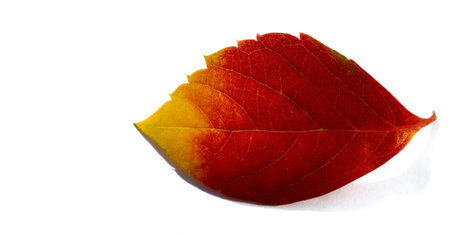 Autumn leaves on a white background. Summer makes me sleepy. Autumn makes me sing. Winter is pretty loud but I hate springの写真素材
