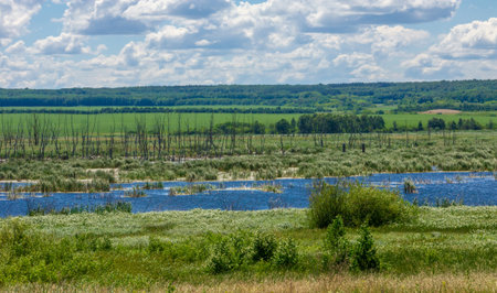 summer photography, a river overgrown with reeds, blue sky with white clouds, blue water covered with duckweed, river floodplain, sultry summer dayの写真素材