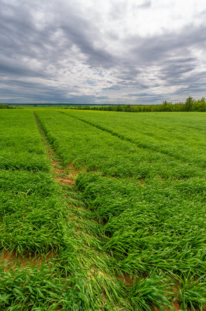 Spring photography, landscape with a cloudy sky. Young wheat with nitrogen and phosphate fertilizers, green sprouts, cereals, as well as cereals from which white flour is preparedの写真素材