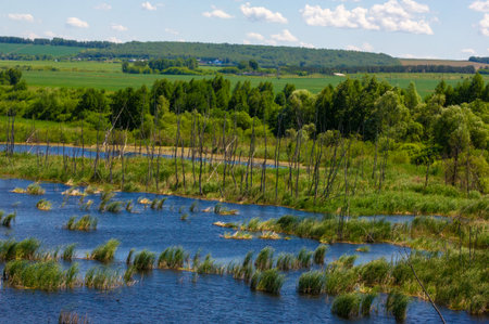 summer photography, a river overgrown with reeds, blue sky with white clouds, blue water covered with duckweed, river floodplain, sultry summer dayの写真素材