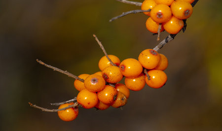 Sea buckthorn contains vitamins A, B1, B2, B6, C and other active ingredients. It may have some activity against stomach and intestinal ulcers and heartburn symptoms.の写真素材